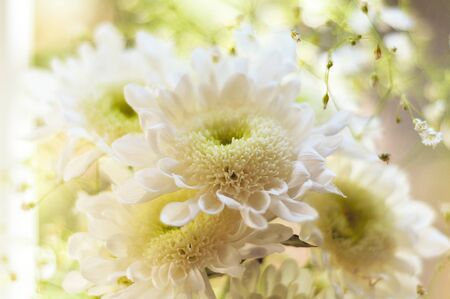 Bouquet of delicate beautiful flowers of white chrysanthemums close upの写真素材