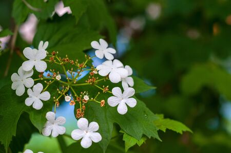 Branch of viburnum tree with green leaves and blooming delicate white flowers close-upの写真素材