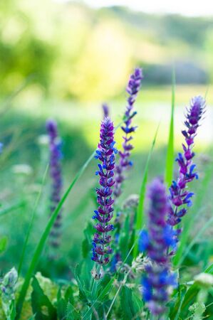 Spikelets of small beautiful pink and blue flowers on a blurred green backgroundの写真素材
