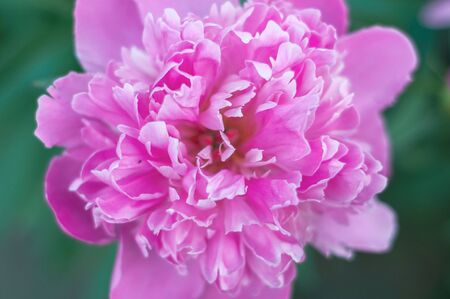 lilac opened large peony buds close up backgroundの写真素材