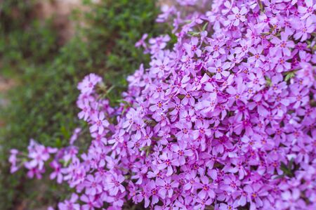 many small purple flowers buddleia with a close-up on a flowerbedの写真素材
