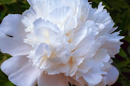 delicate beautiful single flower of white peony close upの写真素材