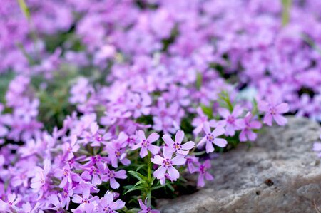 many small purple flowers buddleia with a close-up on a flowerbedの写真素材