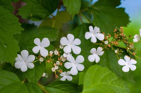Branch of viburnum tree with green leaves and blooming delicate white flowers close-upの写真素材