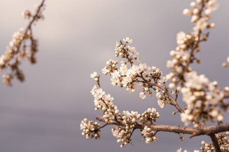 Blossoming cherry tree, a branch close-up with blooming white flowers and young green leaves against a blue skyの写真素材