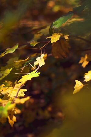 Bright yellow leaves maple. Vertical background. Maple tree with bright yellow leaves. Autumn background with golden foliage. Plants outdoors. Colorful time year.の写真素材