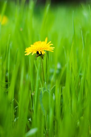 Yellow dandelion flowers in bright green grass close-upの写真素材