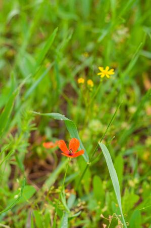 one red and many yellow cowslip flowers among field grassの写真素材