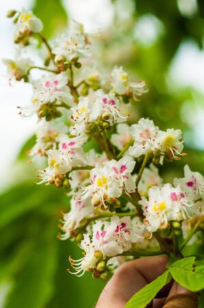 bunch of white with yellow and pink color, horse chestnut flowers on the background of green leavesの写真素材