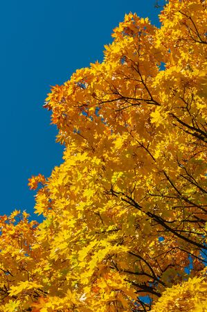 Bright yellow orange leaves maple against blue sky. Plants outdoors...Vertical background. Bright autumn time. Colorful time year. Yellowed yellow-gold leaves on tree.の写真素材