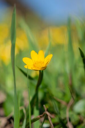 Blooming yellow flowers in green grass against a background of more blurry flowersの写真素材