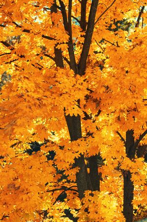Yellowed leaves on tree. vertical background. Autumn is bright season. Colorful time year. Plants outdoorsの写真素材