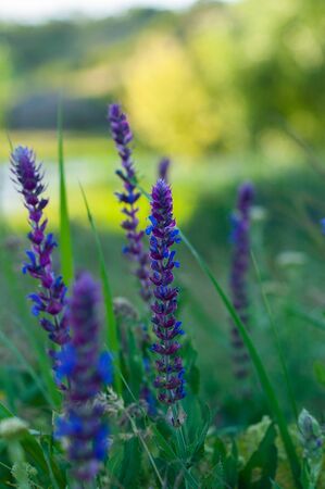 Spikelets of small beautiful pink and blue flowers on a blurred green backgroundの写真素材