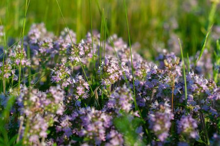 beautiful small flowers of thyme purple color close upの写真素材