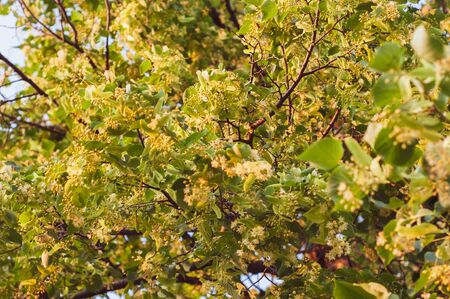 flowering linden tree with beautiful yellow flowers close upの写真素材