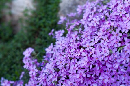 many small purple flowers buddleia with a close-up on a flowerbedの写真素材