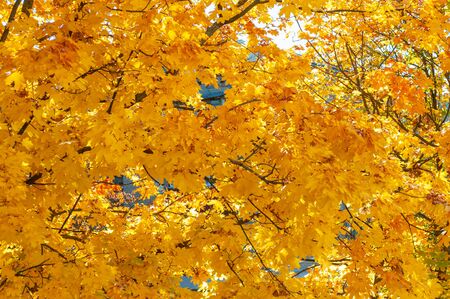 Yellowed leaves on tree. Horizontal background. Autumn is bright season. Colorful time year. Plants outdoors.の写真素材