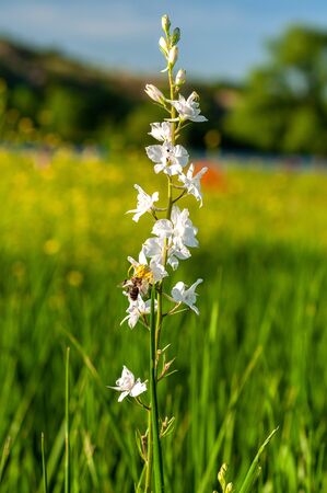 yellow spider caught a bee on a bunch of white wild flowers on a blurred background of green grass of trees and blue skyの写真素材