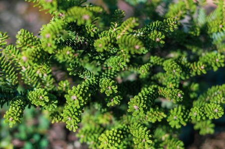 background of a young growing green plant with young green leaves on a blurred backgroundの写真素材