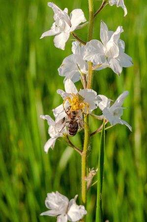 yellow spider caught a bee on a bunch of white wildflowers on a background of green grassの写真素材