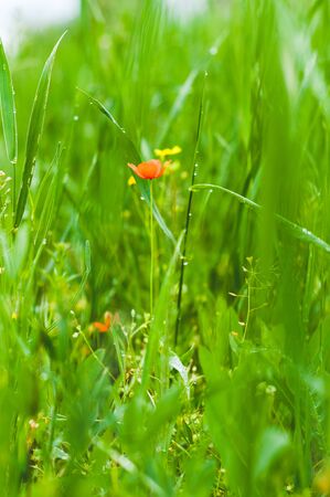 Red poppies on a background of bright green grass and foliageの写真素材