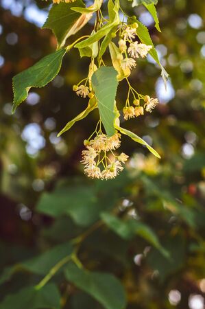 beautiful yellow linden flowers on the branches of a tree close upの写真素材