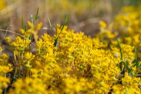 Yellow flowering moss Sedum Sexangulare Plants mats ornamental flowering moss ground cover plantsの写真素材