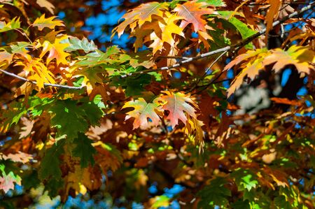 Autumn background bright yellow leaves close-up. Bright yellow-red oak leaves against blue sky. Bright autumn time. Colorful time year. Plants outdoors. Horizontal background.の写真素材