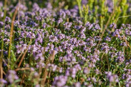 beautiful small flowers of thyme purple color close upの写真素材
