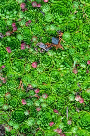 background of young green and small purple succulent plants. Sempervivum beetle known as Stone Rose.の写真素材