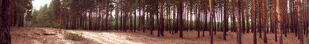Mysterious colorful pine forest. Outdoors. Horizontal panorama colorful pine forest. Forest landscape with red-brown tree trunks. area is overgrown with green shrubs. Sandy soil. Autumn seasonの写真素材