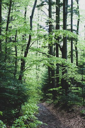 Forest path between tall trees. Outdoors, vertical photo forest landscape with bright green foliage and shrubs.の写真素材