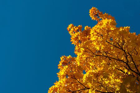 Yellowed leaves on tree. Horizontal background. Plants outdoors. Autumn background with golden yellow foliage. Bright autumn time...Colorful time year. Yellow-orange leaves maple against blue sky.の写真素材