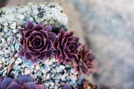 Background of growing beautiful succulents of echeveria languidly red color on stony soilの写真素材