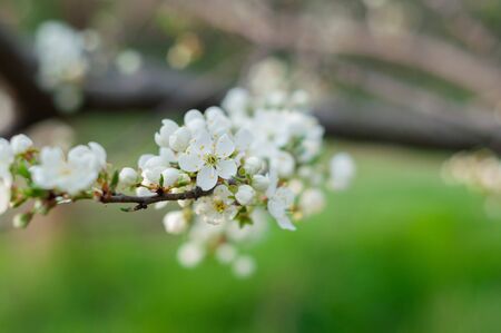 A blooming cherry tree, a branch close-up with white flowers and young green leaves, against the background of green grassの写真素材