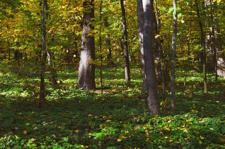 Colorful dense green forest close-up. Outdoors. Trees with green leaves outdoors. Picturesque nature with different vegetation.の写真素材