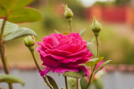 beautiful bright pink rose flower and unblown budsの写真素材