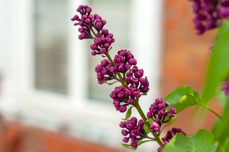 twig with bunches of purple lilac flowers growing on a green bush against a blurred windowの写真素材
