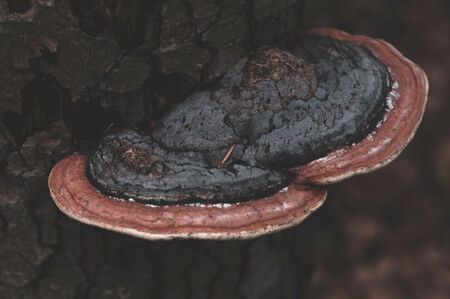 Red-brown mushroom tinder fungus outdoors. Closeup. Tree in forest with large mushroom growing on it.の写真素材