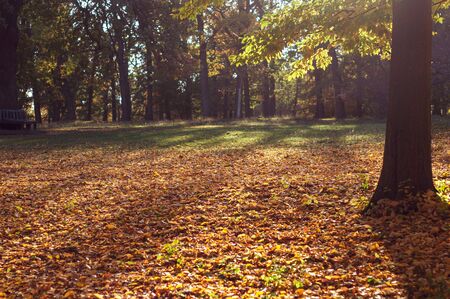Scenery. Bright autumn forest with fallen leaves. Picturesque nature. Part forest outdoors. Picturesque nature. Part forest outdoors. Autumn foliage on trees. Sun breaking through branches treesの写真素材