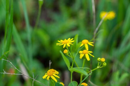 background of various green plants and tall wildflowers of yellow on the lawnの写真素材