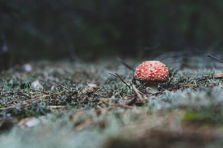 Amanita forest mushroom with red hat, Close-up. Outdoors. On blurry background. Sprouted mushroom among moss and fallen pine needles.の写真素材