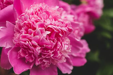Bright pink blooming peonies on the background of grass and green leavesの写真素材