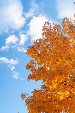 Bright yellow-orange leaves maple against blue sky. Autumn background with golden yellow foliage. Plants outdoors. Vertical background. Bright autumn time. Colorful time year.の写真素材