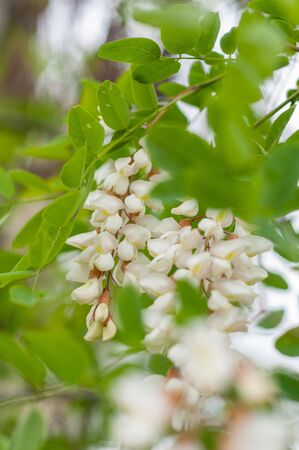 The branches of acacia on the background of dark branches and bright leavesの写真素材