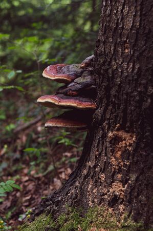 Tinder fungi growing at base tree. Close-up. Outdoors. Tree trunk growing in forest. Blurred Green Background.の写真素材