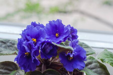Bright blue violets with green leaves on the windowsillの写真素材