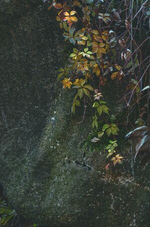 Large raw stone with wild vegetation. Outdoors. Curly twig grapes with yellowed autumn leaves large granite stone with green moss.の写真素材