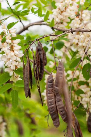 Acacia branch with clusters of white flowers, green leaves and brown pimples of seedsの写真素材
