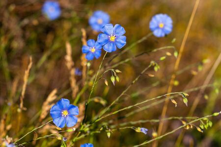Background of field bright and beautiful blue flowersの写真素材